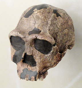 Homo erectus skullNaturmuseum Freiburg